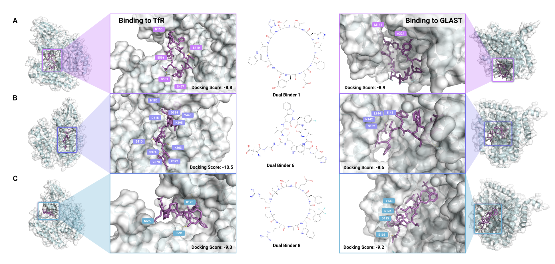 Figure 3: PepTune 生成的双特异性肽段结合 TfR 和 GLAST 图中展示了（A）双结合剂1、（B）双结合剂6 和（C）双结合剂8 与 TfR（左侧）及 GLAST（右侧）蛋白的全蛋白结合位置及结合位点放大图。距离在3.5 Å以内的极性相互作用用高亮标出。