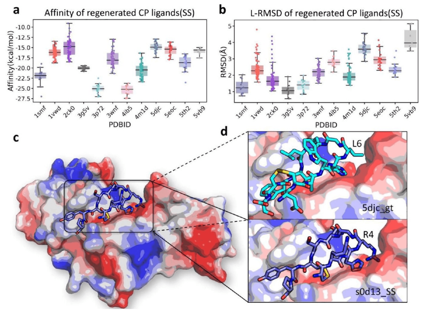 图 4 | SS 类型样本的再生测试结果 (a) 亲和力箱型图：展示了在 SS 类型测试中生成的配体的结合自由能分布（SS 表示天然配体通过侧链二硫键环化）。(b) L-RMSD 箱型图：显示了同一测试中生成配体的主链 L-RMSD 分布，用于评估设计结构与天然构象的一致性。(c) 复合物结构图：展示了设计结构 s0d13_ss 与 Ig γ1 链 C 区（PDB: 5djc） 的复合构象，ss 表示该结构通过二硫键实现环化。(d) 关键结合区放大图：对比天然结构 5djc_gt（gt 表示原始结合体）与生成结构 s0d13_ss 的结合位点，突出两者在构象与相互作用上的异同，尤其是疏水残基与电荷相互作用的替代与增强。