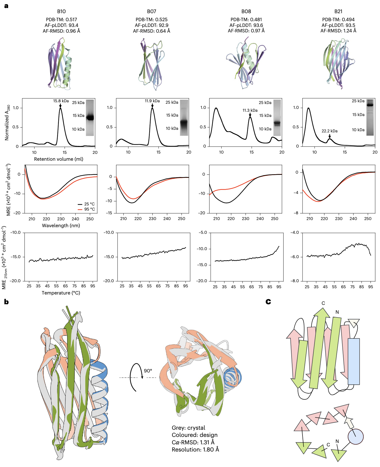 图 5 | 新型主要 β 类蛋白设计的实验验证 a,所选候选蛋白(B10、B07、B08、B21)的实验表征。第一行显示设计模型及对应指标:PDB-TM(与 PDB 中最相似结构的最大 TM-score)、AF-RMSD(与 AlphaFold2 最优模型的 scRMSD)、AF-pLDDT(AlphaFold2 最优模型的 pLDDT)。第二行为 SEC 曲线(箭头标出预期单体峰)及 SDS-PAGE 胶上的单体条带。第三行展示纯化蛋白在 25°C(黑色)和 95°C(红色)下的 CD 光谱,表明其二级结构组成与热稳定性。第四行显示 CD 信号在 215 nm 下随温度的变化曲线。B10 与 B07 在 95°C 以下无明显解折叠转变,显示出极高的热稳定性。MRE 为平均残基椭圆率。b,B10 的 X 射线晶体结构(灰色)与 TopoDiff 生成的主链结构(彩色)高度吻合,RMSD 为 1.31 Å。c,B10 的拓扑图,展示其侧视图与俯视图结构布局。