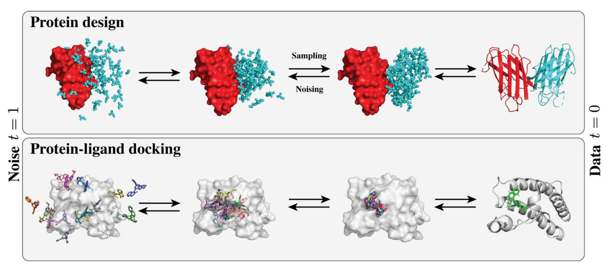 图 2  | 展示了扩散模型在结构生物学中的应用场景，这些方向已达到当前的最先进水平。图中展示了扩散过程包含的两个方向：前向（加噪）与反向（采样）。扩散从 t = 1 开始，此时为易于采样的噪声分布，模型通过引导该过程逐步趋近于真实数据分布，在 t = 0 时生成结构数据。蛋白质设计任务中，扩散模型在生成蛋白质时可基于一个或多个条件进行控制，例如要求其能够与另一蛋白结合，如图中所示。蛋白–配体对接任务中，模型生成多个配体，并寻找在目标蛋白上的最佳结合构象，这是药物虚拟筛选中的关键步骤。