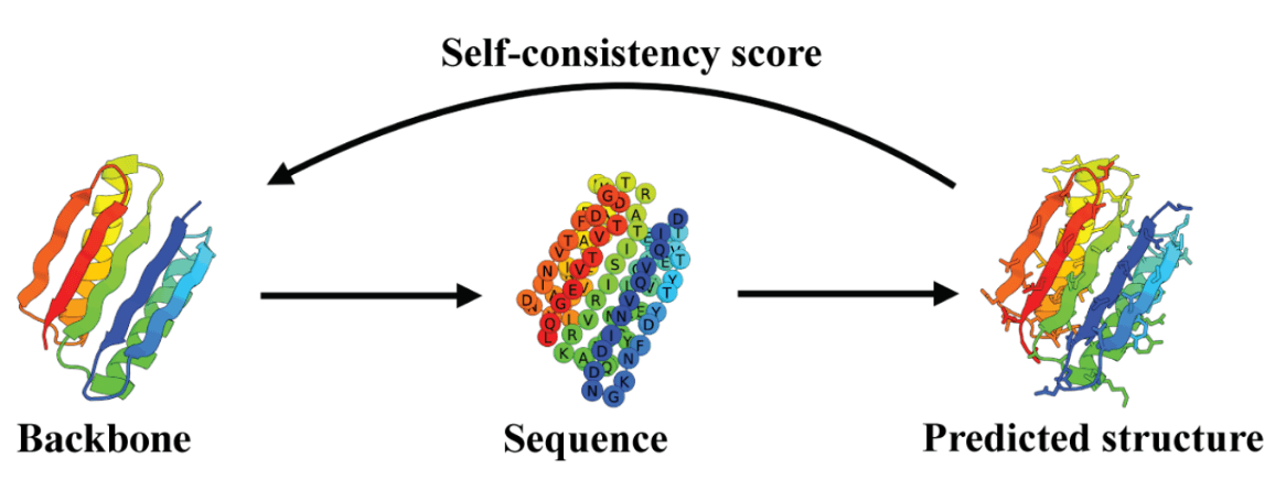 图 6 | 展示了自洽性（self-consistency）流程图：主链样本首先经过序列设计，随后进行结构预测。最终将生成结构与预测结构进行比较，其相似性即为自洽性得分（self-consistency score）。