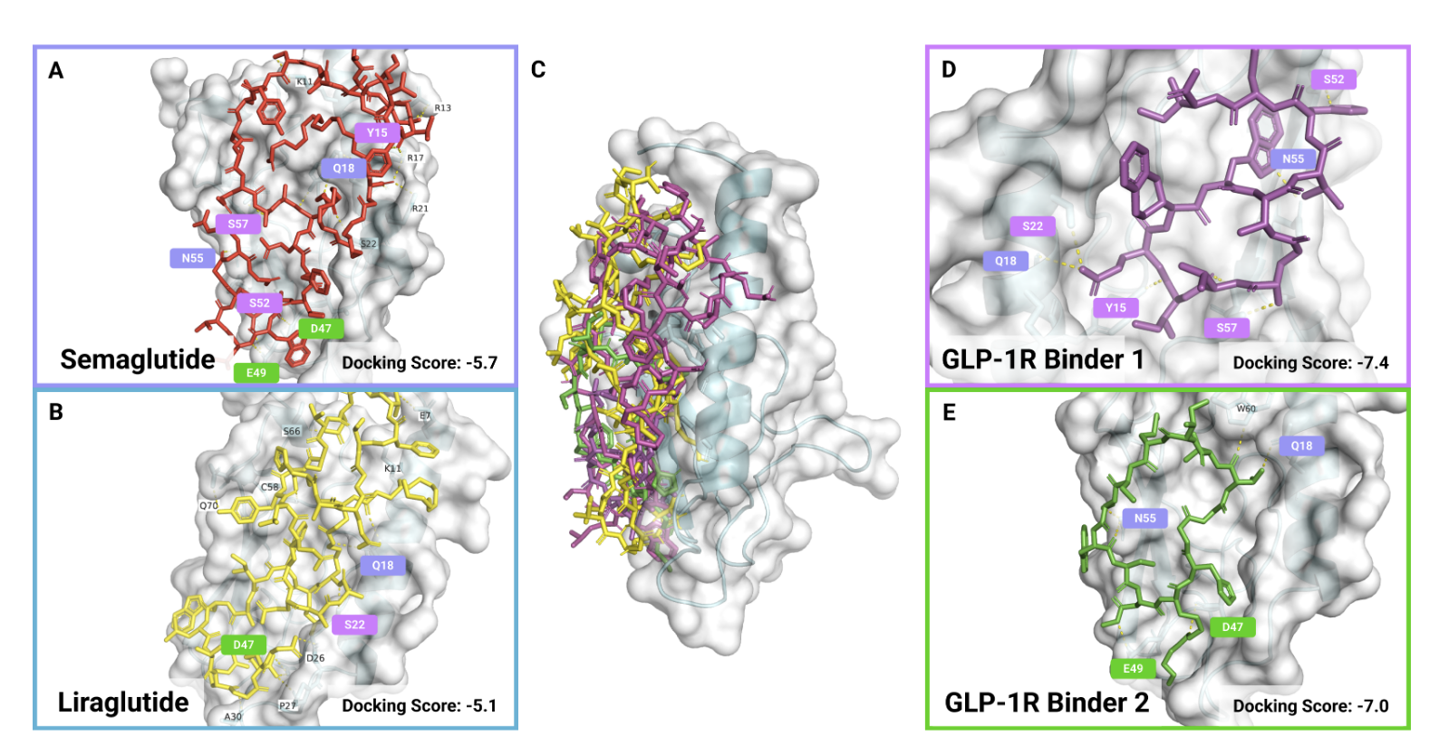 Figure 2: PepTune 生成肽段与现有 GLP-1R 激动剂的对接比较 (A, B) 展示了赛美特肽（对接得分：-5.7 kcal/mol）和利拉鲁肽（对接得分：-5.1 kcal/mol）与 GLP-1R 的对接图像。 (C) 显示了正控 GLP-1R 激动剂与 PepTune 生成结合剂在 GLP-1R 上的全景对比 (D, E) 展示了通过 PepTune 生成的两个结合剂（结合剂1得分：-7.4 kcal/mol，结合剂2得分：-7.0 kcal/mol）的对接图。该模型以预测的 GLP-1R 结合亲和力、溶解度、溶血性和抗污染性为条件进行设计。结合剂1与正控激动剂共享的极性接触用粉色高亮，结合剂2与正控激动剂共享的极性接触用绿色高亮，而两个结合剂共同共享的极性接触用紫色高亮显示。