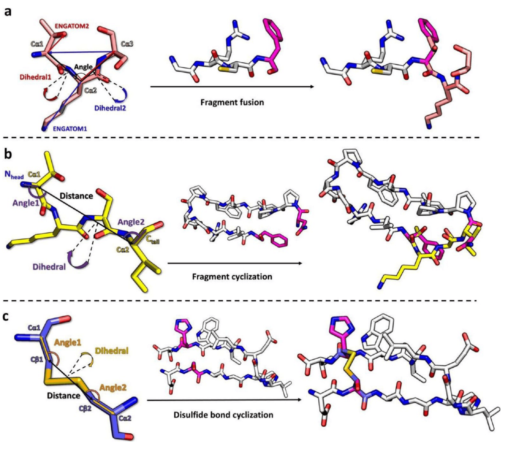 图 2 | 片段拼接与环化算法示意图 (a) 片段拼接流程示意图：展示了在生长过程中，新采样的片段如何通过结构拼接与已有肽链融合，形成连续的主链构象。(b) 片段环化算法示意图：说明了在满足闭环条件时，系统如何通过几何与能量判据实现 头尾酰胺键的环化操作。(c) 二硫键环化算法示意图：展示了 基于半胱氨酸残基的二硫键闭环策略，并说明其在结构生成中的具体实现方式。